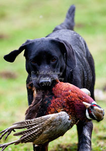 Black Labrador photography by Betty Fold Gallery